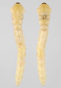 Melobasis propinqua verna, PL3825A, larva, from Pultenaea tenuifolia (PJL 3121) root crown, MU, 23.9 × 4.4 mm